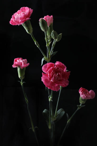 istock pink flower on black background 2194733368