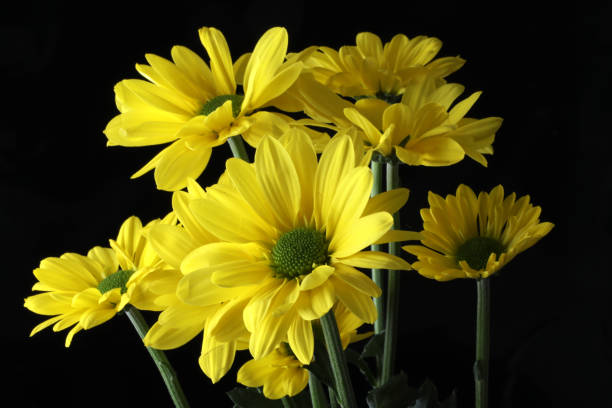 istock beautiful yellow daisy flowers close up 2194733382