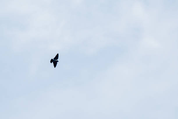 A small bird flying in the wind