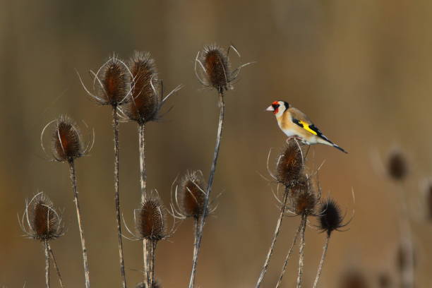 istock European Goldfinch 2194734958