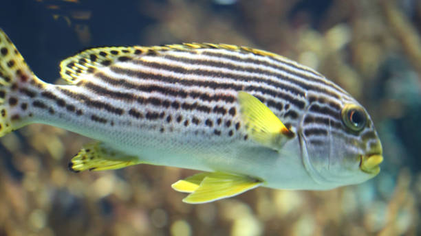 istock Plectorhinchus gaterinus 2194735217