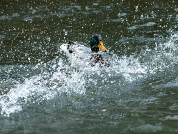 istock Mallard Duck Surrounded By Splashing Water. 2194737127