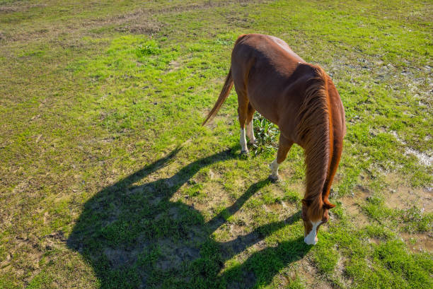 Domestic horse grazing in a field