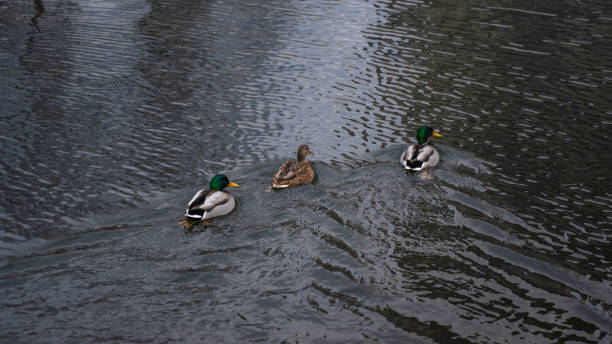 istock Swimming ducks on the river in winter 2194737996