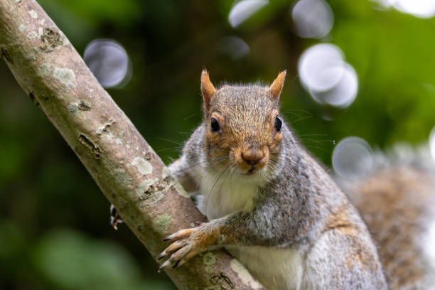 istock Grey Squirrel (Sciurus carolinensis) spotted in National Botanic Gardens, Dublin 2194738620