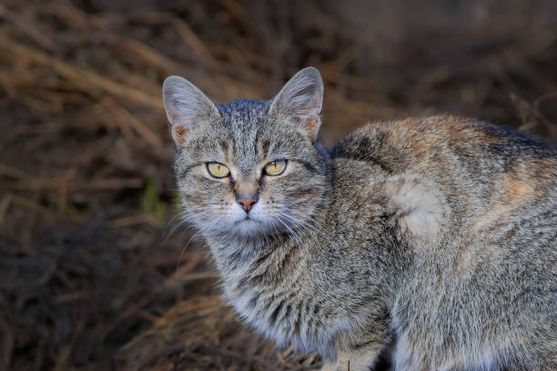 istock tabby feral cat closeup 2194739110
