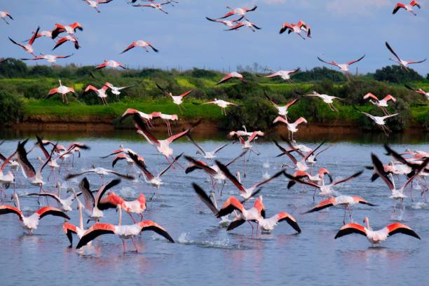 istock Flamingos in the Ria Formosa Natural Park 2194741646