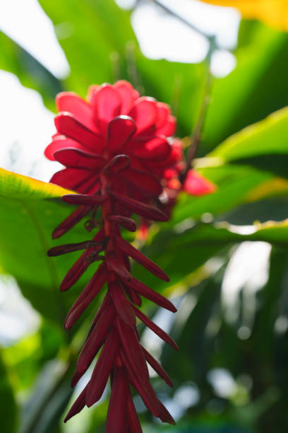 The photo was taken in the  Zurich Botanical Garden.