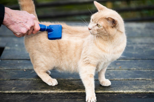 istock Pet owner brushing his ginger cat and the ginger cat is loving it. 2194742036