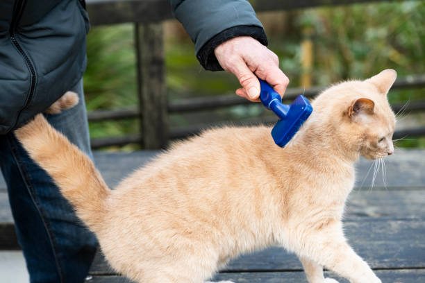 istock Pet owner brushing his ginger cat and the ginger cat is loving it. 2194742072