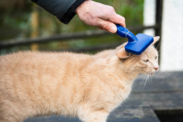 Pet owner brushing his ginger cat and the ginger cat is loving it and happy to be groomed.