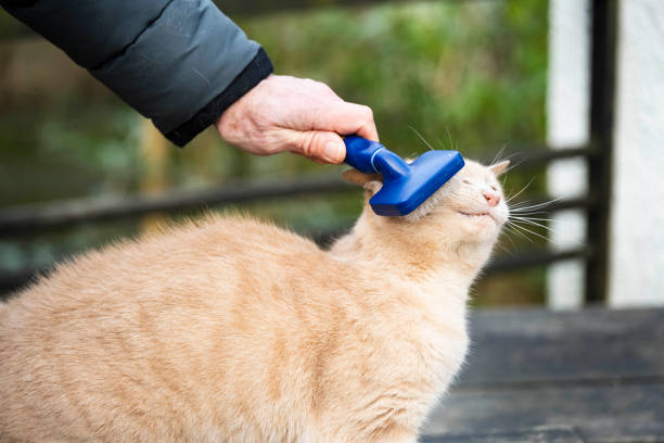 istock Pet owner brushing his ginger cat and the ginger cat is loving it. 2194742086