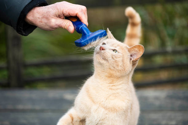 Pet owner brushing his ginger cat and the ginger cat is loving it and happy to be groomed.