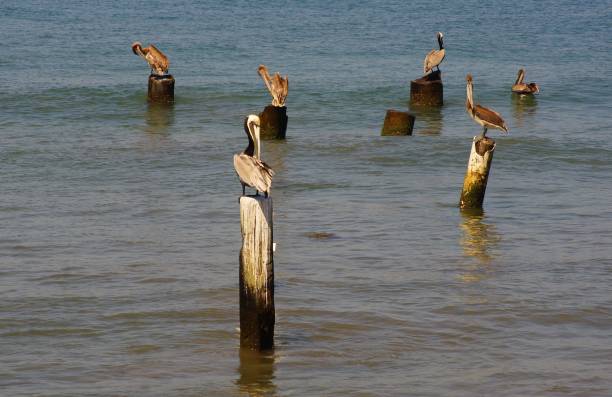 istock Brown pelicans, Ixtapa Island, Guerrero, Mexico 2194742116