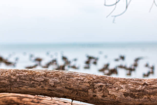A calm seashore scene featuring a weathered log in the foreground with blurred birds in the background, conveying tranquility and nature's beauty.