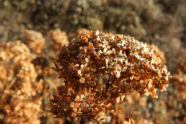 Golden hues of dried hydrangea petals create a tranquil autumn atmosphere.