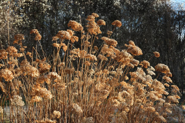 istock Golden wildflowers sway gently under a bright winter sun 2194743172