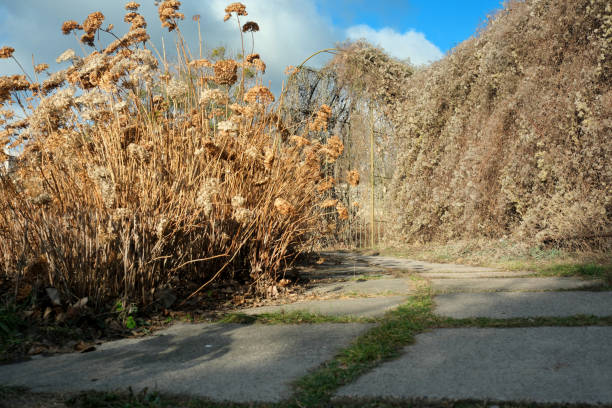 Dry flowers and overgrown plants dominate a neglected walkway in sunlight.