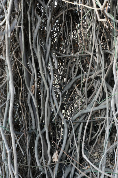 Complex tree roots intertwine, creating a natural artwork in the forest.
