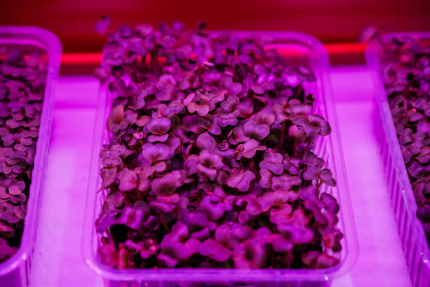 istock This image features a closeup view of a transparent plastic container that is filled to the brim with various beautiful purple plants, all illuminated by a striking purple light 2194743554