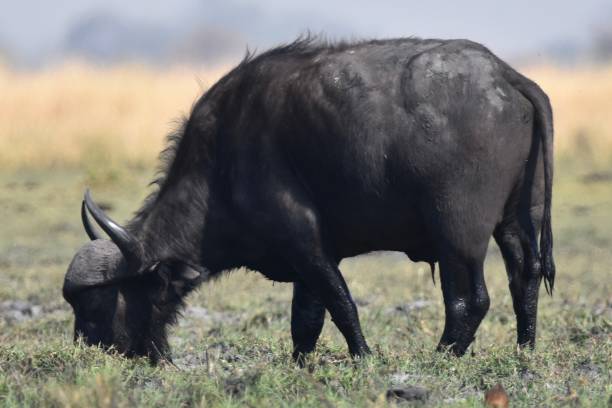 istock A buffalo eating grass into the Chobe National Park, in Botswana 2194743820