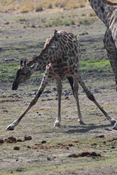 istock A giraffe spreading its legs, into the Chobe National Park, in Botswana 2194744049