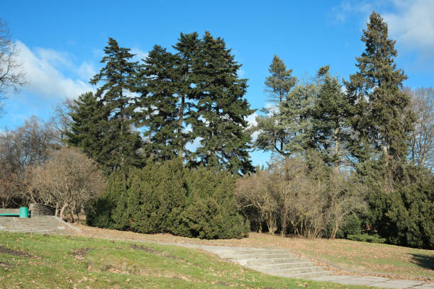 istock Vibrant park landscape under clear blue sky in early afternoon light 2194744425