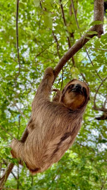 istock Cute Happy Brown-Throated Baby Sloth Hanging in Tree 2194745497