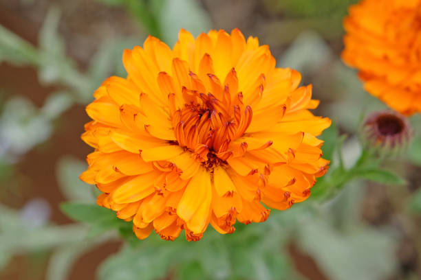 Bright orange Calendula marigold in flower.