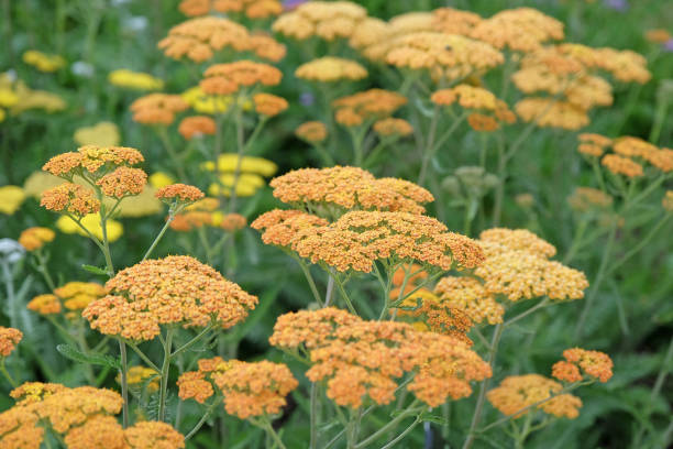 istock Rust orange Achillea yarrow Terracotta in flower. 2194747446