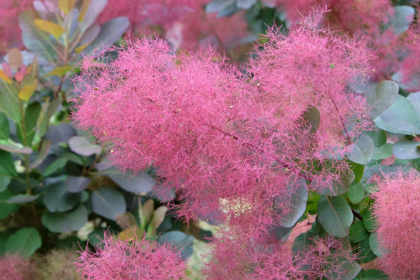 istock Cotinus, the smoketree or smoke bush in flower. 2194747502