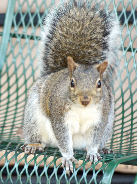 istock not shy Squirrel in indiana 2194747539