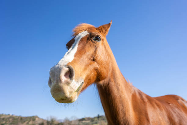 Beautiful chestnut pony, head shot against blue sky.