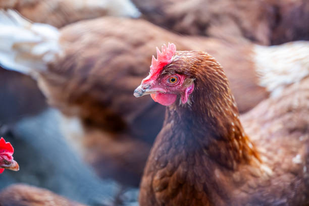 istock Close-Up of a Brown Chicken in a Farmyard Setting 2194748774