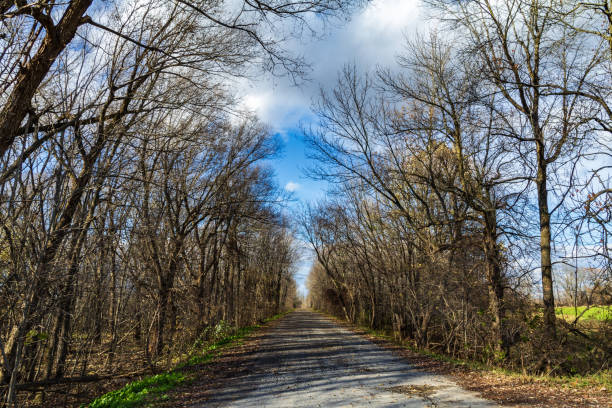 istock Peaceful Country Road Lined With Bare Winter Trees 2194748941