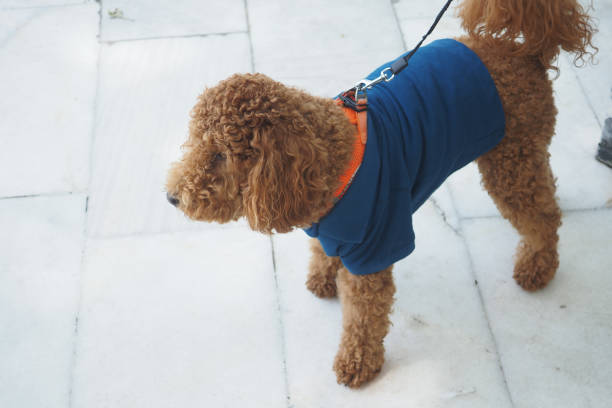 An adorable poodle in a blue shirt is excited and ready for a walk on a sunny day