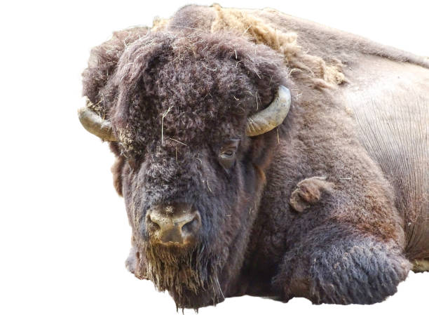 istock The head of an American bison 2194749813
