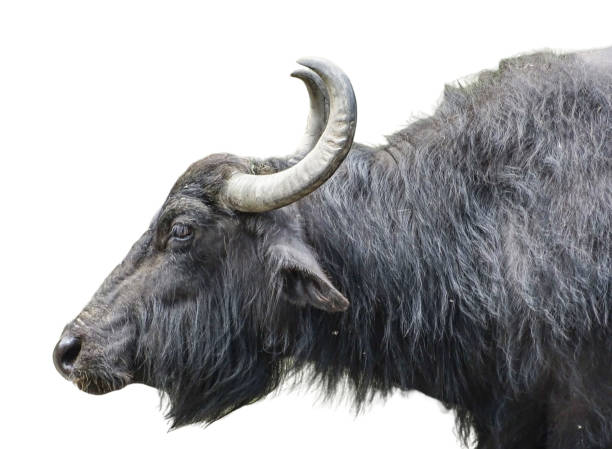 istock Domestic water buffalo (Bubalus bubalis) isolated on white 2194749815