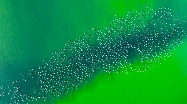 istock Lake and Flamingos 2194750254