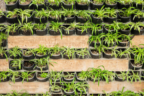 Vertical garden with small green plants on wooden pallets.