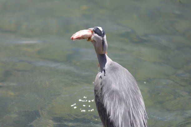 Photographs of heron at the port of Pully, Switzerland