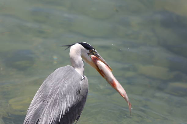 Photographs of heron at the port of Pully, Switzerland