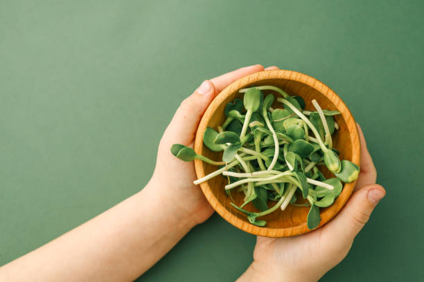 Hands gently holding fresh green microgreens against a light beige background. A vibrant and natural concept ideal for culinary and nutritional use.