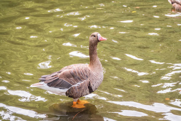 istock Greater White-fronted Goose (Anser albifrons) standing on the green shore of the pond. 2194751021