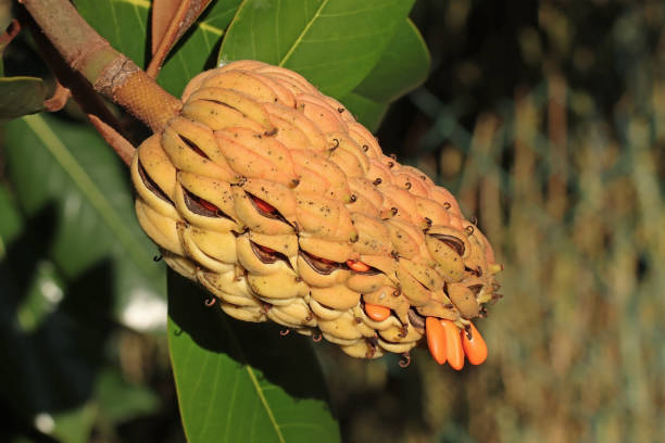 26 december 2024, Yutz, Moselle, Lorraine, Grand Est, France. It's winter. In the garden of the house, close-up on the fruit of a Southern magnolia which is in reality an enormous hard pod containing dozens of seeds. The pod has started to burst, a few seeds, not very large for a tree of this size, are starting to appear. In the background we can see the foliage of the tree still very green. This is one of the reasons why it was imported from America as an ornamental plant.