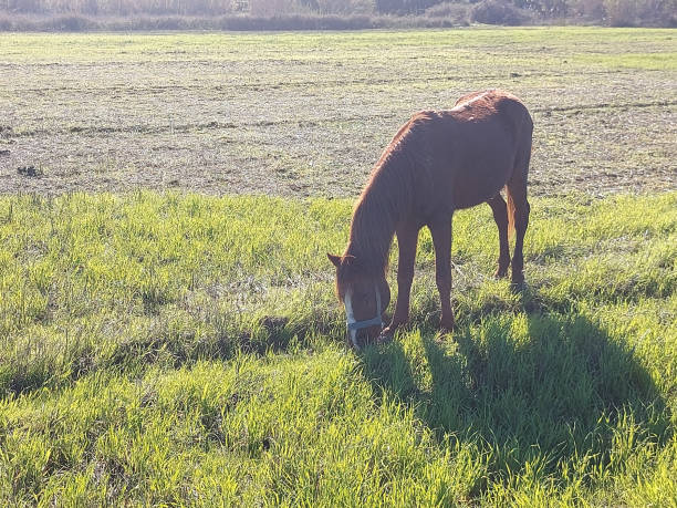 Domestic horse grazing in a field