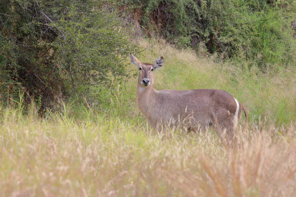 Wasserbock / Waterbuck / Kobus ellipsiprymnus