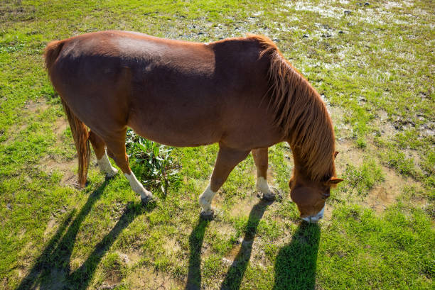 Domestic horse grazing in a field