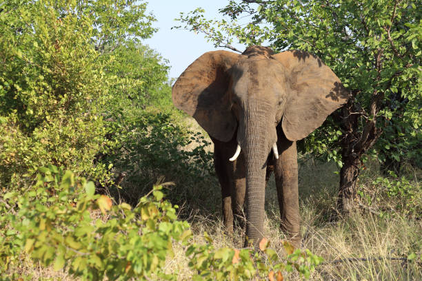 istock Afrikanischer Elefant / African elephant / Loxodonta africana 2194754464