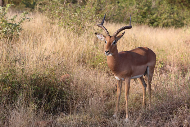 istock Schwarzfersenantilope / Impala / Aepyceros melampus 2194755764